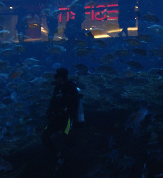 
Scuba diver in Dubai Mall - photo Richard Whitby
