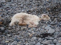 Dead sheep on a beach' photo Richard Whitby